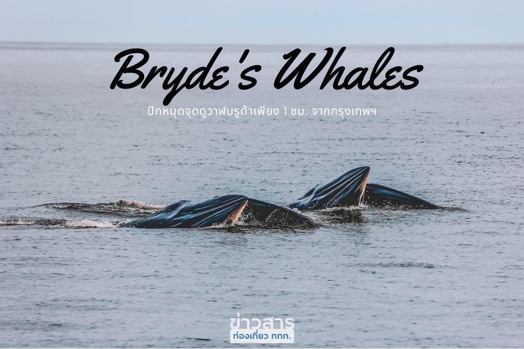 Bryde's Whales ปักหมุดจุดดูวาฬบรูด้าเพียง 1 ชม. จากกรุงเทพฯ
